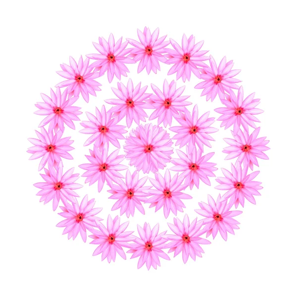 Rosa Lotusblüten — Stockfoto