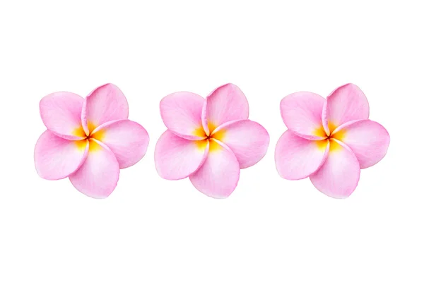 Pink frangipani flowers — Stock Photo, Image