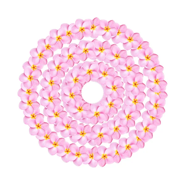 粉红色的鸡蛋花鲜花 — 图库照片