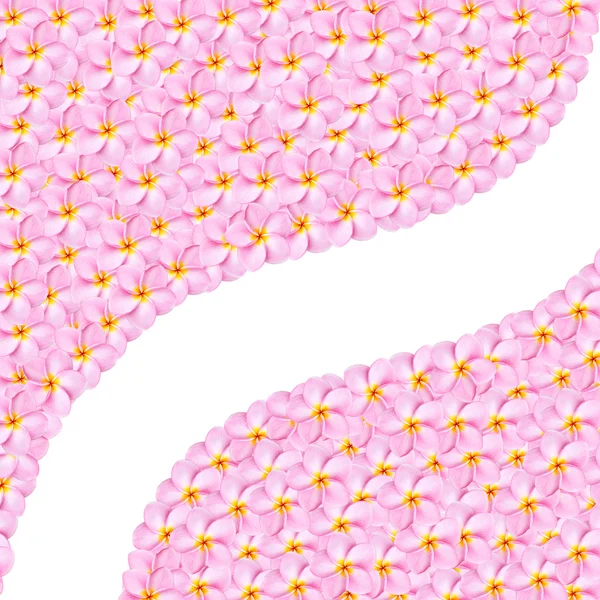 Pink frangipani flowers — Stock Photo, Image
