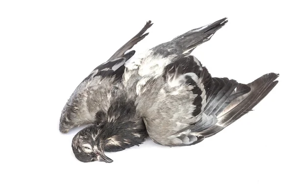 Dead pigeon bird Stock Image