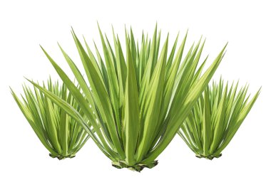绿色龙舌兰植物