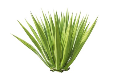 绿色龙舌兰植物