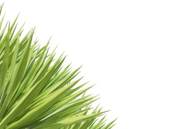 绿色龙舌兰植物