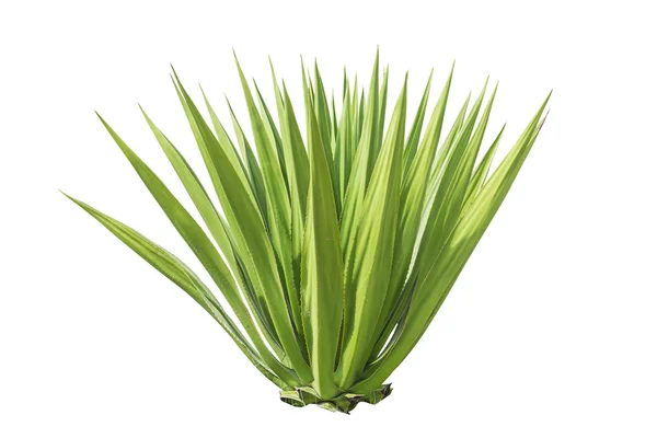 Pianta agave verde — Foto Stock