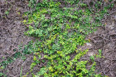 Duvarda yeşil sarmaşık