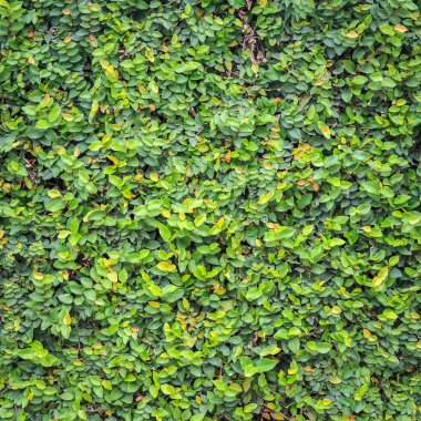 Duvarda yeşil sarmaşık