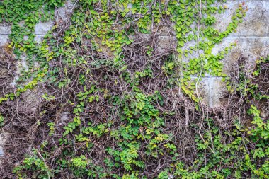 Duvarda yeşil sarmaşık