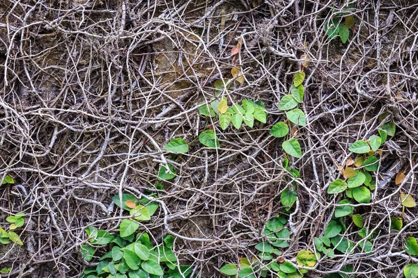 Duvarda yeşil sarmaşık