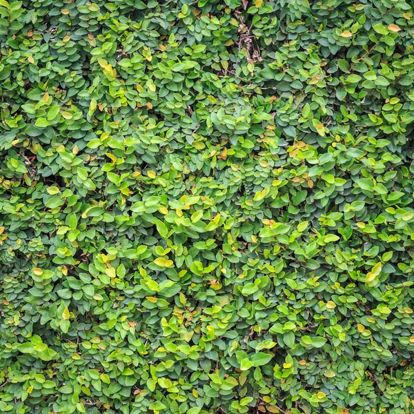 Zelený břečťan na zdi — Stock fotografie