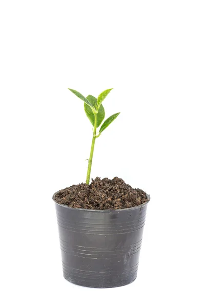 Planta verde joven — Foto de Stock