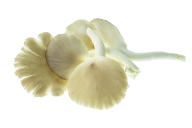 Beyaz backgro izole taze Hint istiridye (Phoenix) Mantar