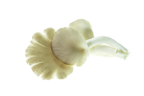 Fresh Indian Oyster (Phoenix) Mushroom isolated on white backgro — Stock Photo, Image