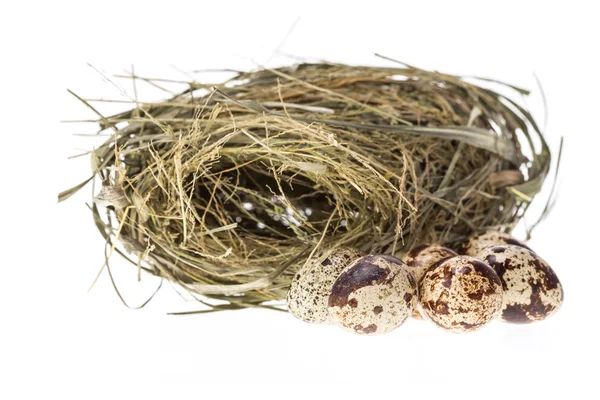 Wachteleier und Nest isoliert auf weißem Hintergrund — Stockfoto