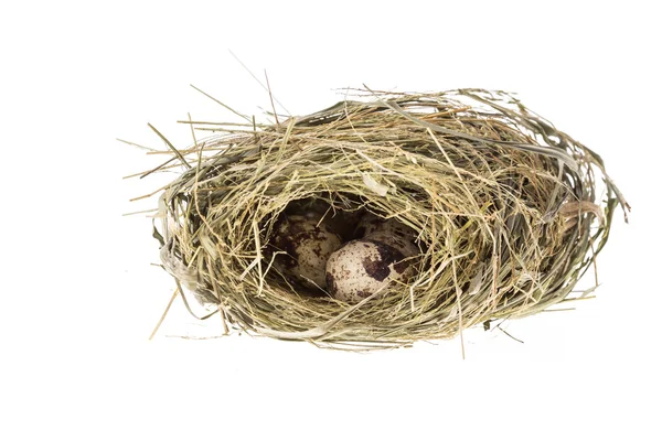 Quail eggs in nest isolated on white background — Stock Photo, Image