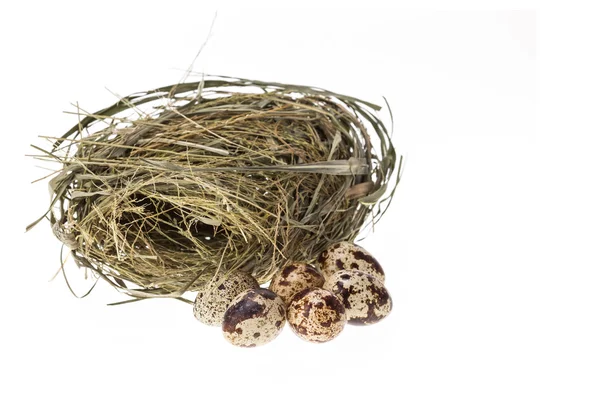 Huevos de codorniz y nido aislados sobre fondo blanco — Foto de Stock