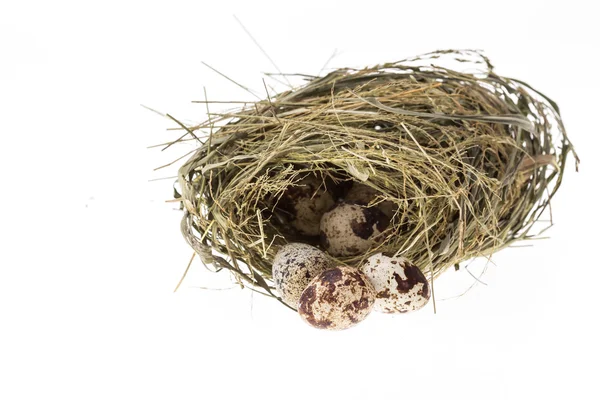 Перепелиные яйца в гнезде изолированы на белом фоне — стоковое фото