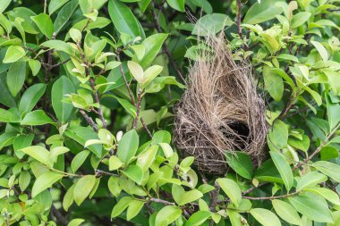 Boş kuş yuva ağaç üzerinde