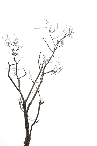没有叶上白色孤立的树枝 — 图库照片