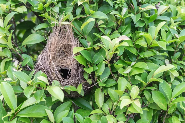 ツリーで空の鳥の巣 — ストック写真