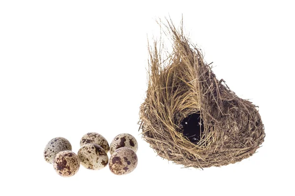Перепелиные яйца и гнездо изолированы на белом фоне — стоковое фото