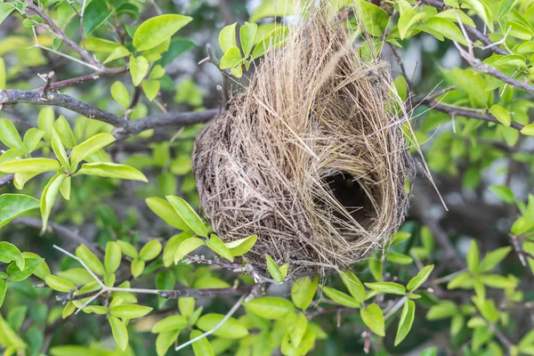 Nido de aves vacío en el árbol — Foto de Stock