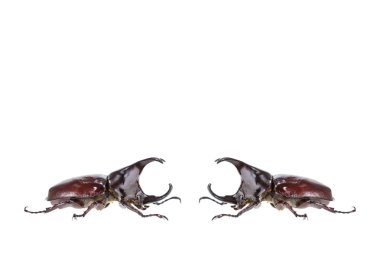 Close up male fighting beetle (rhinoceros beetle) isolated on wh clipart