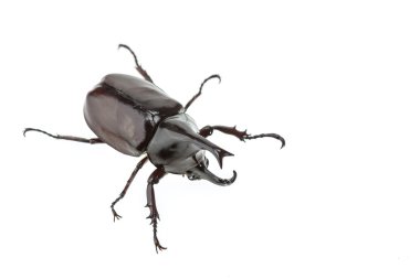 Erkek dövüş böceği (gergedan böceği) wh izole kapatmak