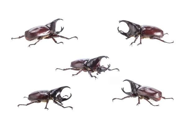 クローズ アップ wh に分離された男性格闘甲虫 (カブトムシ) — ストック写真