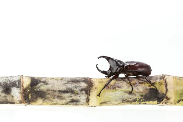 Κοντινό πλάνο αρσενικό καταπολέμηση beetle (σκαθάρι ρινόκερος) στο ζαχαροκάλαμο μου — Φωτογραφία Αρχείου