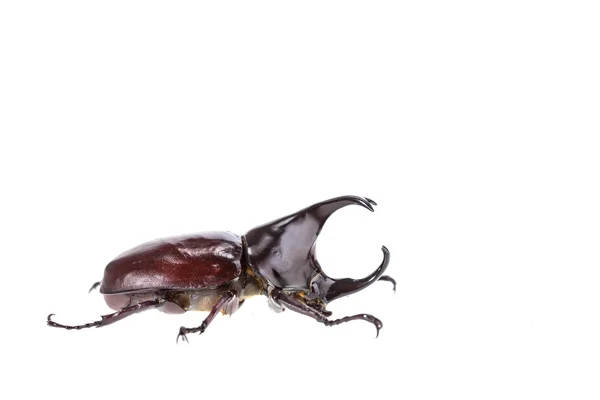 Nära håll manliga kämpar skalbagge (rhinoceros beetle) isolerad på wh — Stockfoto