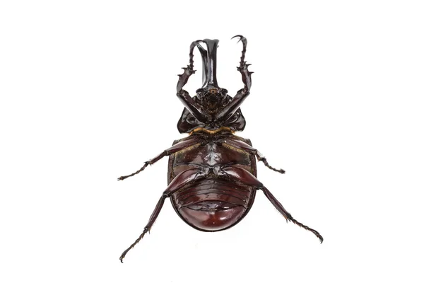 Bliska męskiej walki chrząszcz (nosorożec beetle) na białym tle na wh — Zdjęcie stockowe