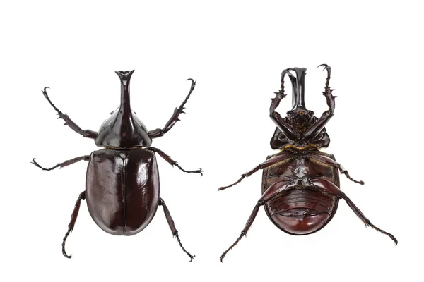 Bliska męskiej walki chrząszcz (nosorożec beetle) na białym tle na wh — Zdjęcie stockowe