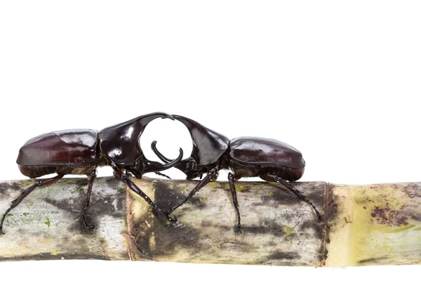 Bliska męskiej walki chrząszcz (nosorożec beetle) na trzciny cukrowej — Zdjęcie stockowe
