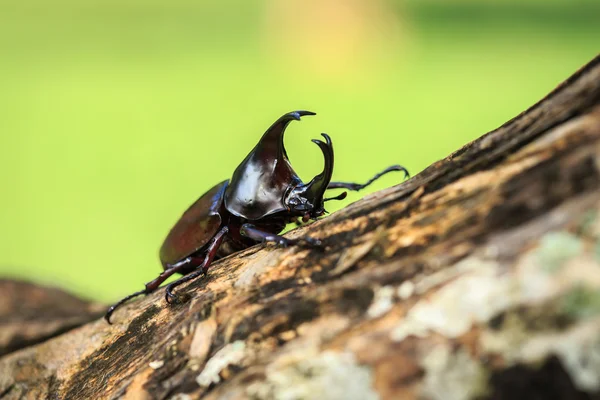 木の男性戦闘カブトムシ (カブトムシ) — ストック写真