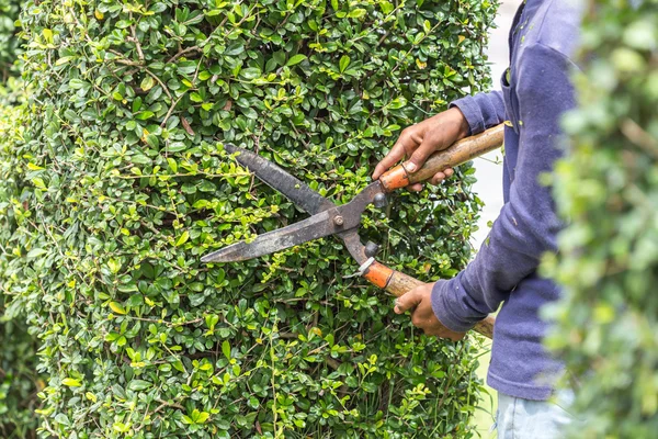 Gärtner schneidet Hecke im Garten — Stockfoto