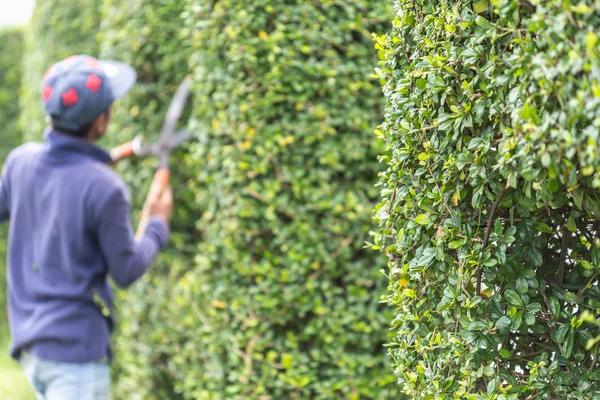 Jardineiro cortando uma sebe no jardim — Fotografia de Stock