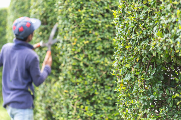 Gardener cutting a hedge in the garden