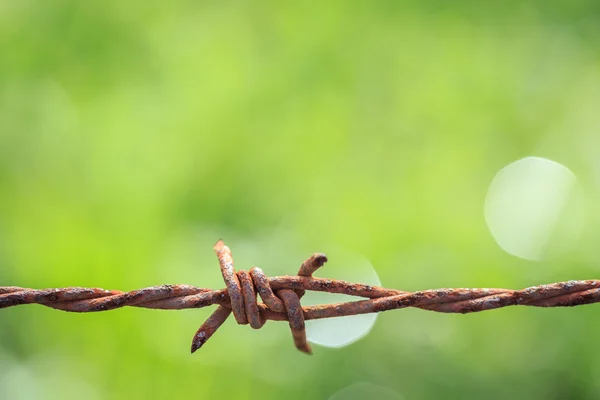 Rusty barb on green blur background — Stock Photo, Image