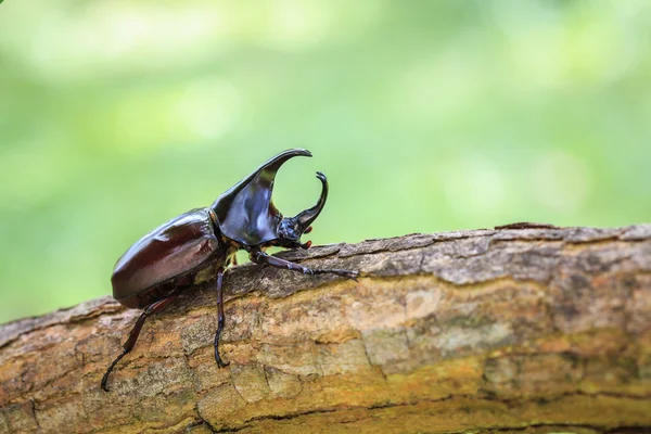 木の男性戦闘カブトムシ (カブトムシ) — ストック写真