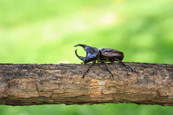 Αρσενικό καταπολέμηση beetle (σκαθάρι ρινόκερος) σε δέντρο — Φωτογραφία Αρχείου