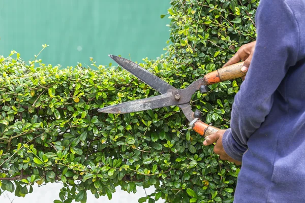 Gärtner schneidet Hecke im Garten — Stockfoto