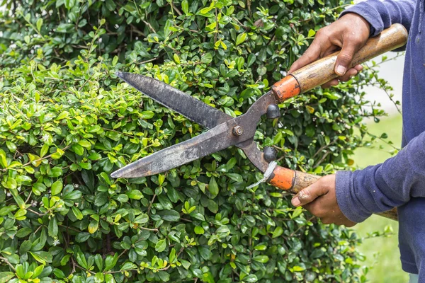 Tukang kebun memotong pagar di taman. — Stok Foto