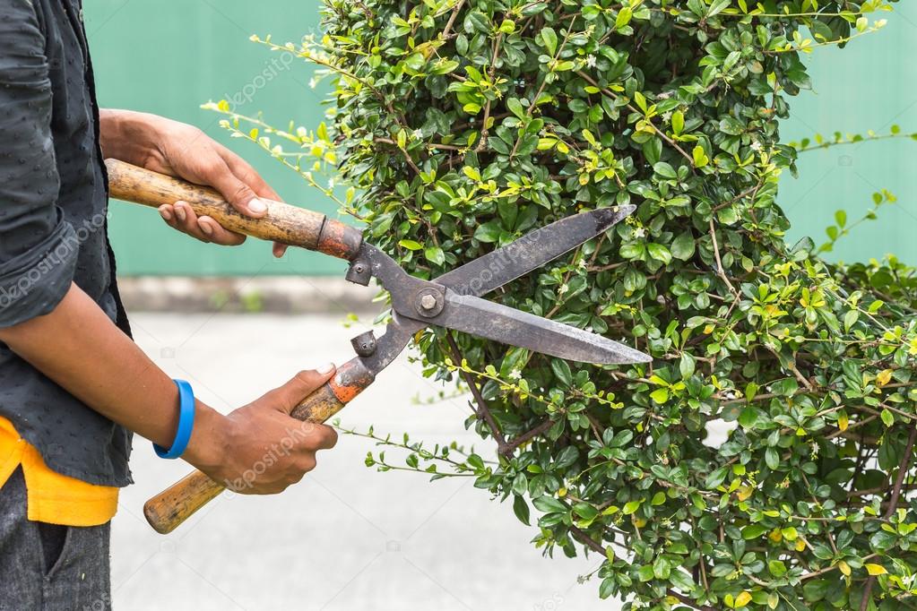 Gardener cutting a hedge in the garden