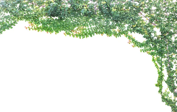 Zelená ivy izolovaných na bílém pozadí — Stock fotografie