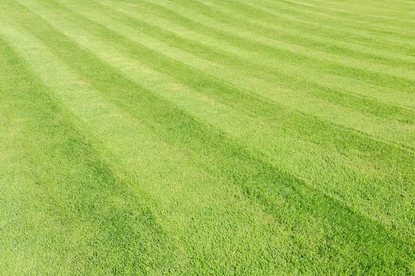 Зеленая текстура травы в саду — стоковое фото