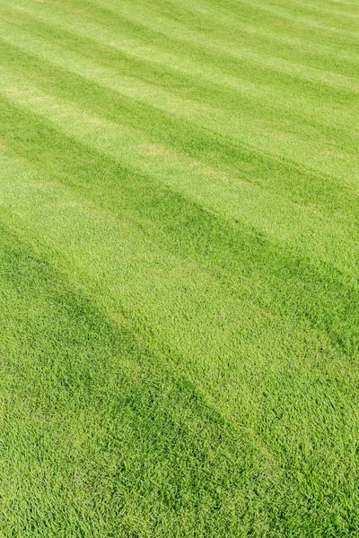 Groen gras textuur in tuin — Stockfoto