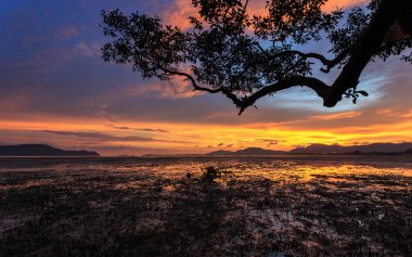 Ağaç dalı Phuket günbatımı Plajı'nda silüeti