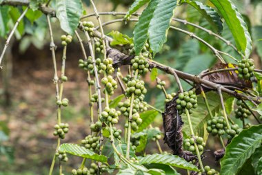 Kahve çekirdekleri ağacındaki ili Ranong, Tayland