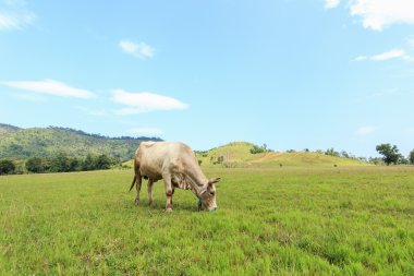 Kahverengi Tay yeşil çayır ayakta inek